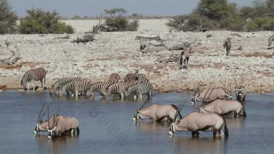 宝石羚羊斑马喝水埃托沙国家公园